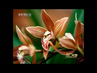 orchid lan, or lanhua (orchid flower). chinese cymbidium orchid cultivation technology.