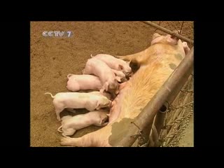 pig zhu. pig breeding yangzhu`e. pig breeding technique yangzhu jishu.