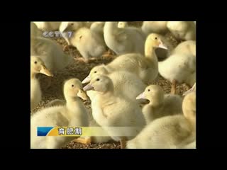 breeding methods of summer meat duck xiaji zhou`ya siyang jishu.