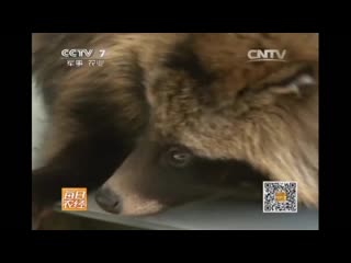 li raccoon dog, or ussuri raccoon (lat. nyctereutes procyonoides), or mao rong (dog with plush fur).