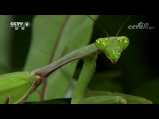 feast of insects kunchong de shengyan. episode two d'er ji. lonely hunter.