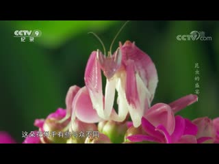 feast of insects kunchong de shengyan. episode one di'i ji. lonely hunter.