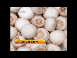 mushroom, gu mushrooms. edible mushroom mogu. methods of growing champignons agaricus bisporus.