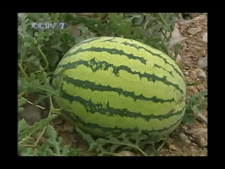 sandy watermelon ya sha xigua is the cultivation method of zaipei jishu, or watermelon cultivation technology.