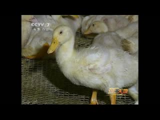 duck i. zhou meat. duck ya'zhou. breeding ducks in special greenhouses in winter to get tasty meat.