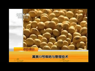 cultivation technology of zaipei jishu (cultivation method) soybean variety jihuang no. 13 (yellow dream no. 13).