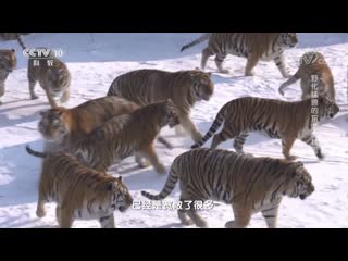 saving tigers for wildlife biologist liu dan and his daily work in the harbin tiger park amur tiger dongbeihu .