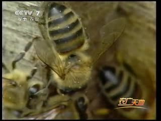 bee feng, or mifeng (honey bee). northeast dongbei black bee hei feng .