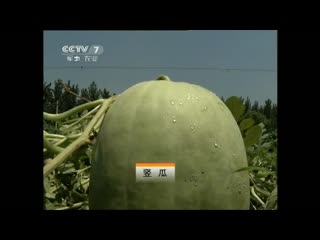 white watermelon, or sanbay melon (a variety of watermelon with white rind, pulp and seeds) san baigua (three white melons).