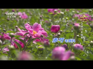 how to become a millionaire (02). wealth technology. peony narrow-leaved, or maryin root zhai`e shaoyao.