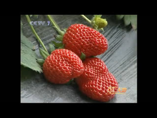 israeli strawberry cultivation technology i`sele caomei zaipei jishu.