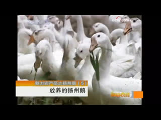 domestic goose e from yangzhou (city district in jiangsu province). domesticated geese accustomed to free grazing (range).