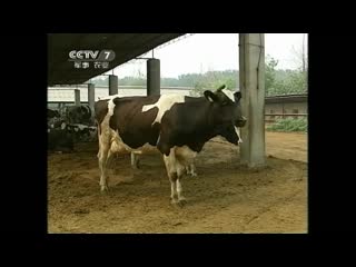 breeding a dairy herd. artificial insemination of cows and heifers, preparation for insemination.