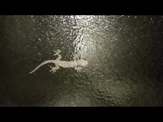 gecko and sucker paws walk on glass...