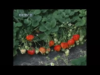 qiao yong's skillful use of jiegan straw to grow zhong guocai fruits and vegetables.