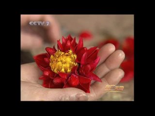 the process of production of dried flowers ganhua (dry flower).