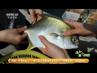 yu fish. fish farming yangyu'e. the technique of breeding sea fish using the latest technology.