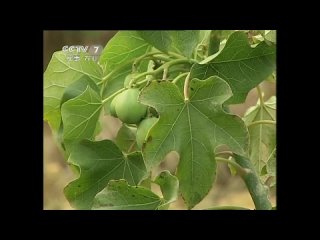 jatropha curcas mafengshu (lat. jatropha curcas).