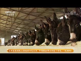 donkeys lu, or maolu (hairy donkey). meat breed of donkeys pao mo. donkey meat luzhou. breeding technology.