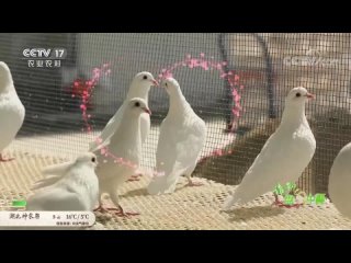 dove ge, or gezi, or gezi (pigeon's son). pigeon farming yangge ye .