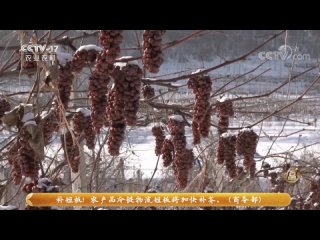 grapes p t o (pu`tao). winter grape harvest