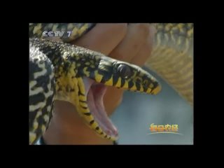 she snake. farms breeding yellow-bellied snakes (lat. dolichophis caspius) for meat, skin and medical purposes.