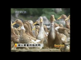 how ducks are raised in china for traditional cantonese cuisine.