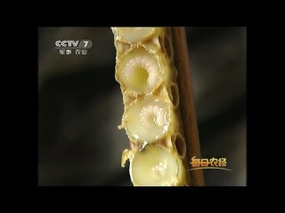 queen bee fengwan. wangjiang royal jelly. the process of production of royal jelly.