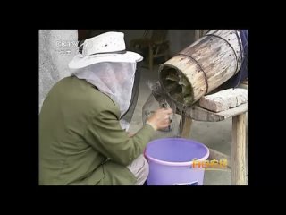 fengmi honey (bee wealth). bee feng, or mifeng (honey bee, honey bee).