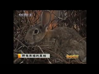 rabbit tu, and for zoologists xuetu, literally a cave rabbit (lat. lepus cuniculus), or jia tu (domestic rabbit).