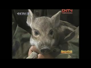 wild pigs (lat. sus scrofa) y zh - wild boar, boar. technology of breeding wild pigs.