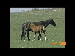 the horse breeding industry of xiling hot xilin haote de yangma chang'e in xiling hot autonomous region, inner mongolia, china.