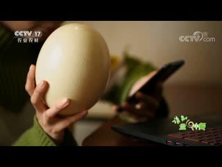 30 chicken eggs is one ostrich egg ostrich tonyao. egg tribute. ostrich, ostrich egg tonyaodan.