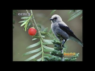 yew berry, chinese yew tree (lat. taxus baccata) h ngd ush n (hongdou shan).