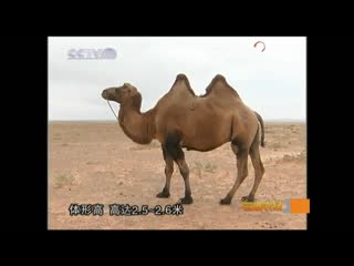 camel that, or loto. red camel hong to, or two-humped camel bactrian shuang feng to.