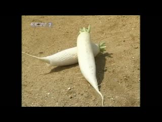 radish lobo. spring radish chun lobo. daikon, white radish bai lobo