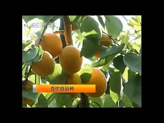 excellent varieties of apricots