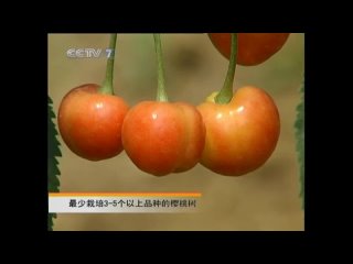 sweet cherry (fruit) [y ngt o] "ying tao" (cherry-peach) excellent varieties of sweet cherries