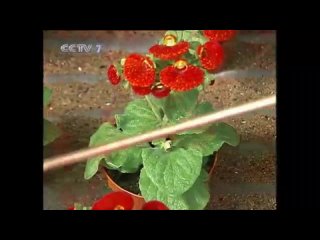 methods for growing calceolaria (calceolaria hybrida)