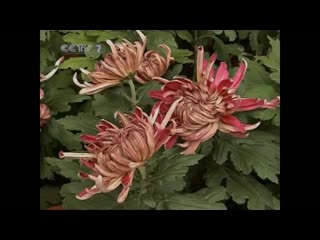 how to plant chrysanthemums in pots