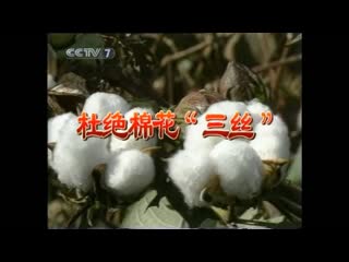 cotton, cotton plant, cotton wool (lat. gossypium herbaceum) [mi nhua] "mian hua" (cotton flower)