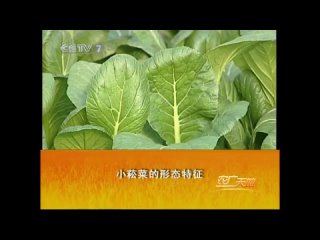 highly productive technology for growing small leaf cabbage