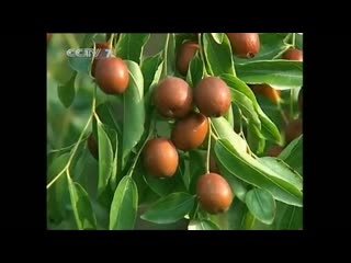 jujube tree, jujube, or real jujube (zizyphus jujuba), chinese date