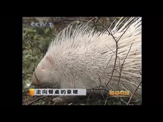 porcupine haozhu (robber pig), or jianzhu (prickly pig). prospects for breeding taoyuan porcupines.