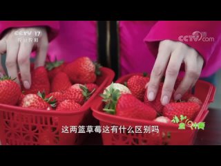 how milk strawberries grow from "drinking milk"