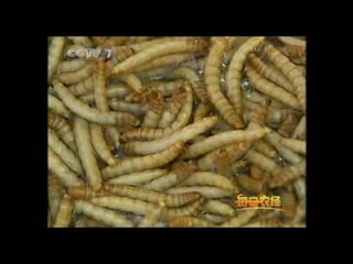 insectivorous kitchen chi chun (there are insects, a worm). flour worm, or large flour hrushchak huang fen chong.