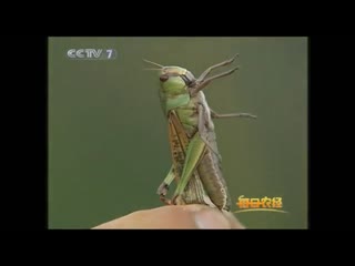 locusts, locusts huangchun, or ben tsai (jumping greens, food, vegetables). locust eating in yunnan.