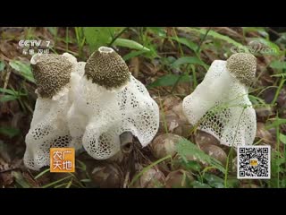 mushroom setkonoska double zhu sun, or dictyophora phalloidea (dictyophora phalloidea).