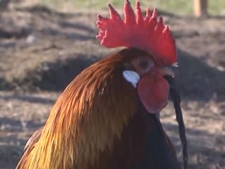 not china... simple, very interesting tapage dans la basse-cour: aventure la ferme (documentaire animalier)...