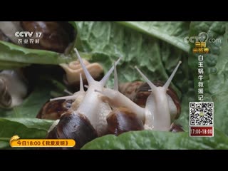 snail wo nu (cow snail). white jade snail baiyu wonyu . multi-million dollar business in a pandemic.